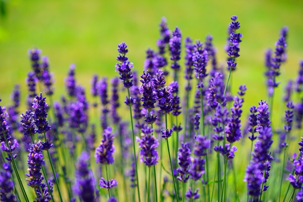 floracopeia-lavender-bulgaria-oil-保加利亞-薰衣草精油3-蓉巍有機