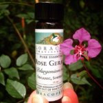 芳香寶藏─玫瑰天竺葵精油 Rose Geranium Essential Oil