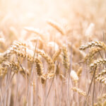 糧食穀類是人類必要的食物嗎？